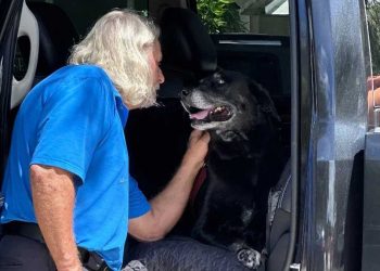 chienne timide efuge partenaire idéal