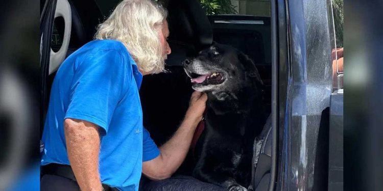 chienne timide efuge partenaire idéal