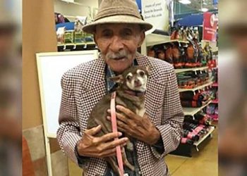 chihuahua effrayé abandonné héros 90 ans