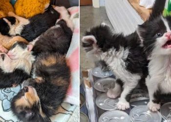 cinq chatons abandonnés méconnaissables