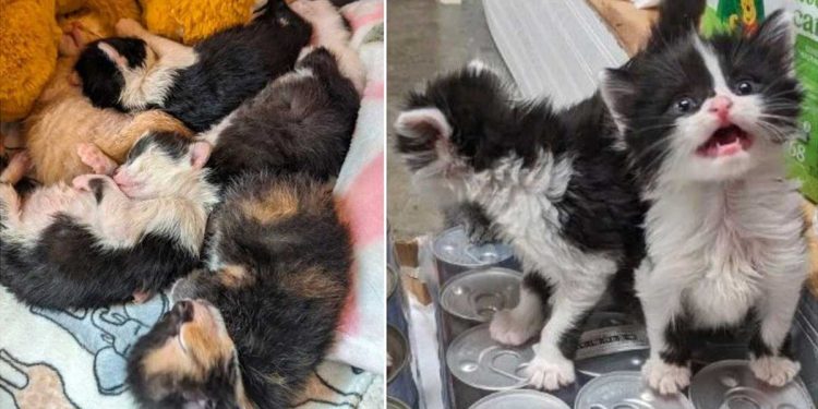 cinq chatons abandonnés méconnaissables