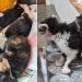 cinq chatons abandonnés méconnaissables