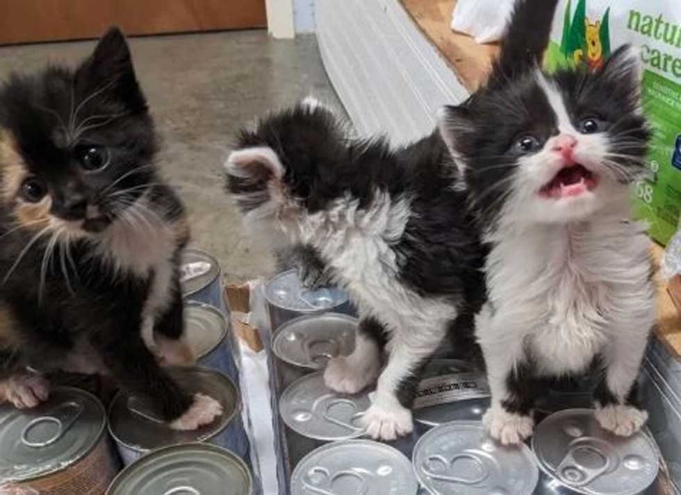 cinq chatons abandonnés méconnaissables