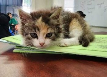 étudiant chat examen important