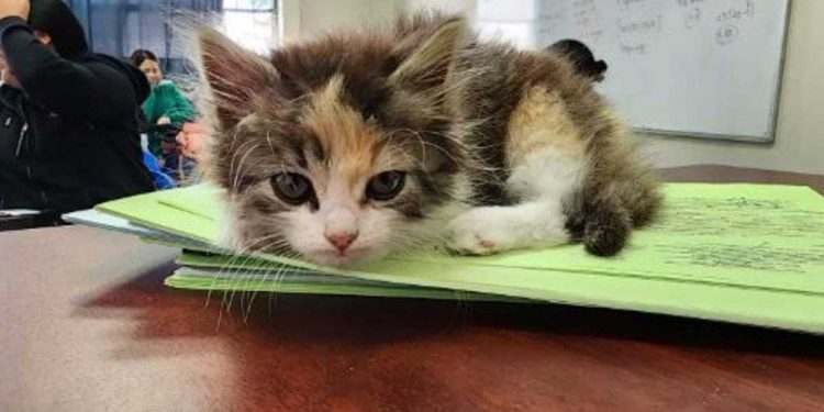 étudiant chat examen important