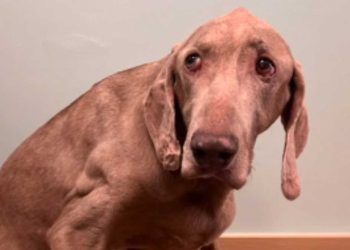 famille confier chien 20 ans refuge