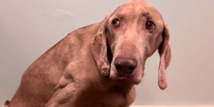 famille confier chien 20 ans refuge