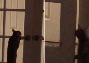 femme avait surpris chat mystère