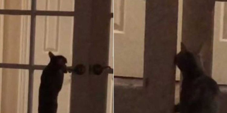 femme avait surpris chat mystère