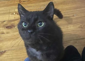 femme demandé refuge chat moins attirant