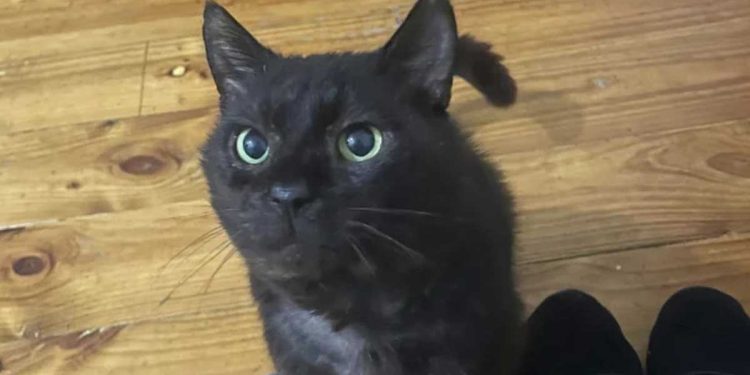 Une femme a demandé au refuge le chat le moins attirant. Le personnel a tout de suite compris qu'elle avait des intentions cachées. 1 femme demandé refuge chat moins attirant