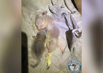 femme entend bruits étranges venant plafond