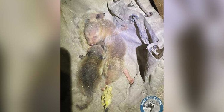 femme entend bruits étranges venant plafond