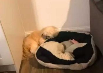 femme montré photos chien dormant côté lit