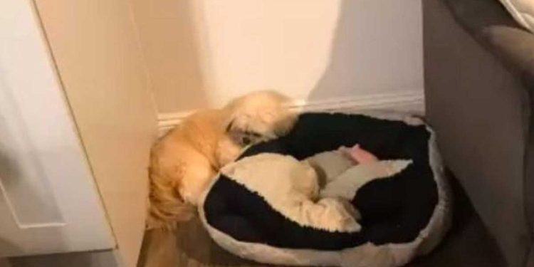 femme montré photos chien dormant côté lit