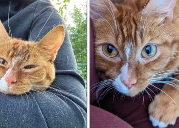 femme trouvé parc chat boitait