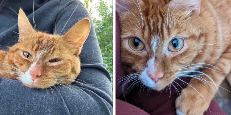 Un cœur courageux : le voyage d'un chat vers le bonheur contre toute attente 1 femme trouvé parc chat boitait