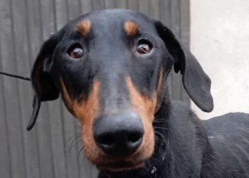 gardé chienne but lucratif