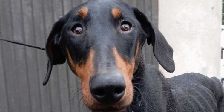 gardé chienne but lucratif