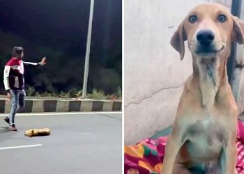 homme déplacer corps chien route adopter