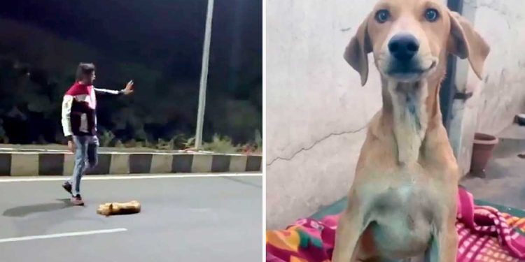 homme déplacer corps chien route adopter