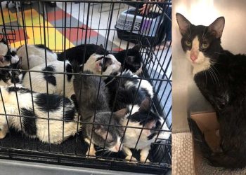 homme sauver 16 chats et chatons derrière mur