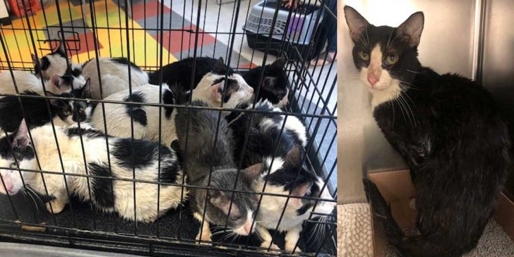 homme sauver 16 chats et chatons derrière mur