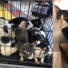 Ce que cet homme a fait pour sauver 16 chats et chatons derrière le mur d'une maison abandonnée vous réchauffera le cœur 9 homme sauver 16 chats et chatons derrière mur
