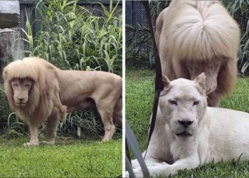 lion crinière léchée impression sortir salon