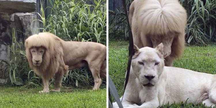 lion crinière léchée impression sortir salon