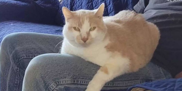 A la naissance de leur fils, ils confient le chat au refuge. Quelques années plus tard, il les retrouve 1 naissance fils confient chat refuge