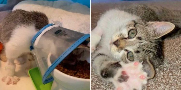 passants trouvé chat abandonné patte jambe blessée