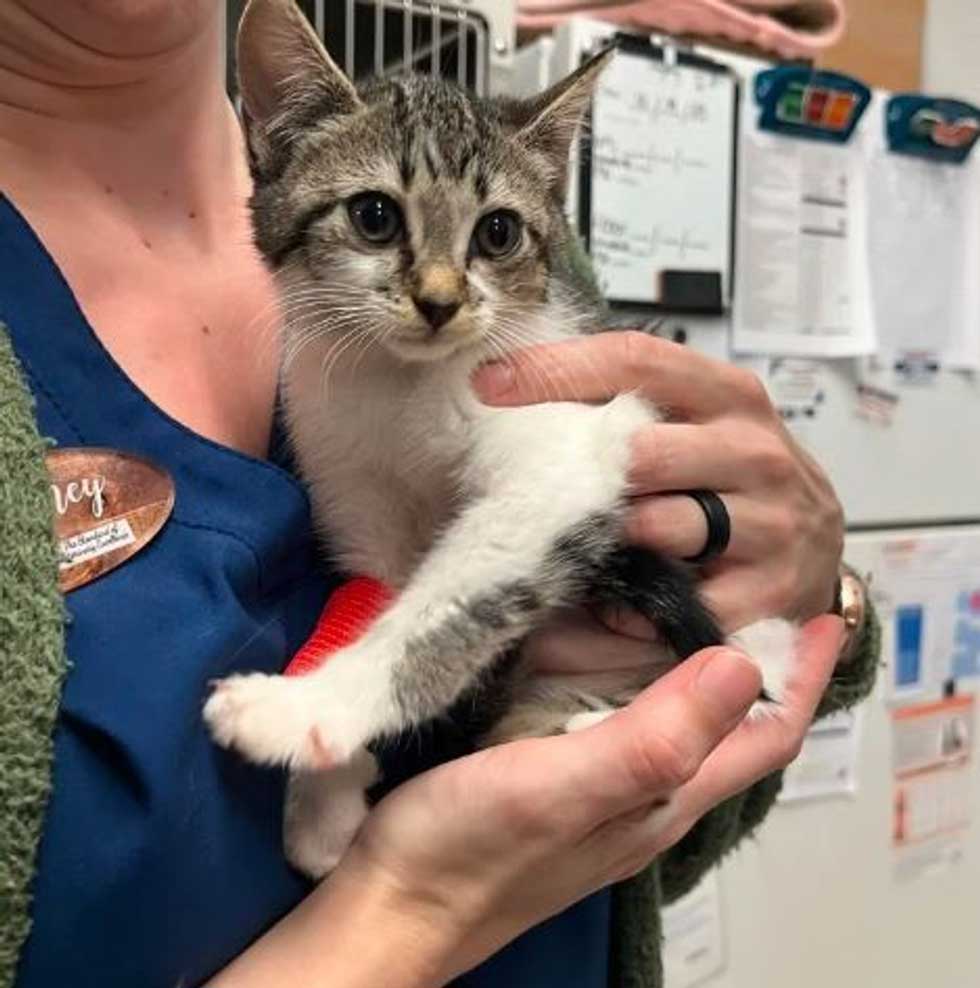 passants trouvé chat abandonné patte jambe blessée