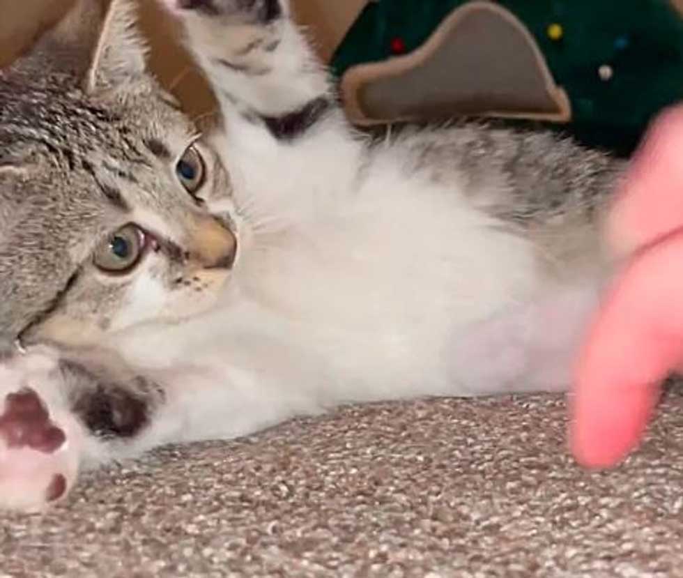 passants trouvé chat abandonné patte jambe blessée