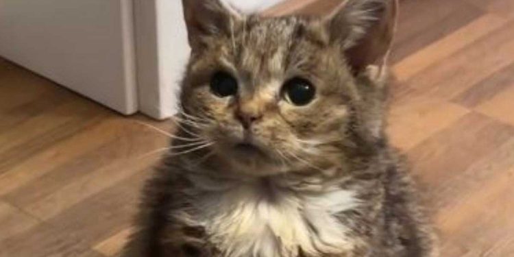 petit chaton sauvé par des ouvriers