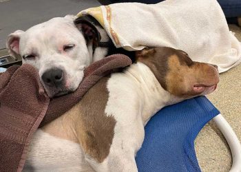 petit chien ne quitte pas sa meilleure amie