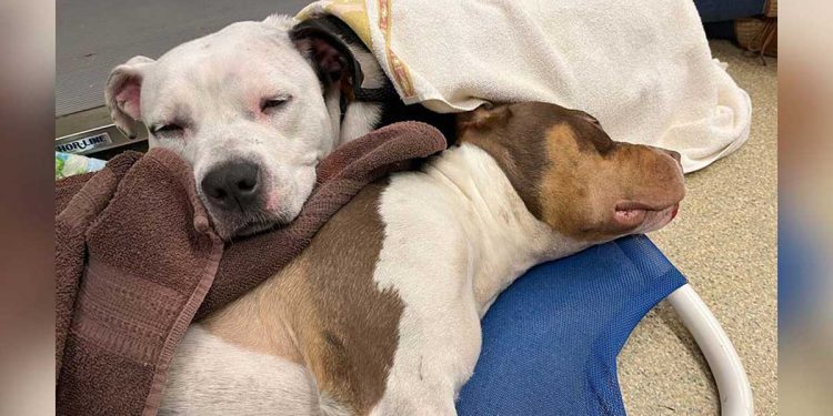 petit chien ne quitte pas sa meilleure amie