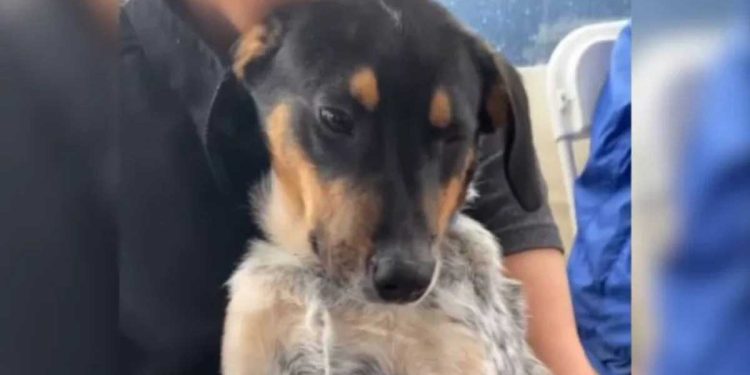 Ils ont pris un chien dans un refuge, tout allait bien jusque-là. 72 heures plus tard, il a été touché en plein cœur 1 pris chien refuge 72 heures plus tard