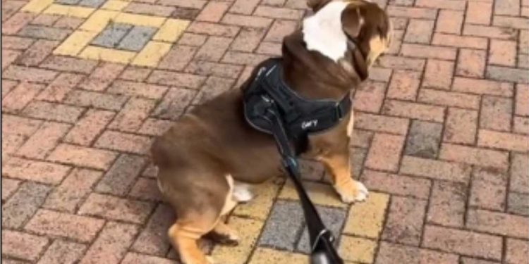Lors des promenades, le chien s'assoit toujours devant l'une des maisons et n'a pas l'intention de bouger. Vous n'allez pas croire pourquoi il fait ça 1 promenade chien s assoit devant maison