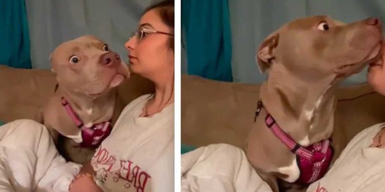 propriétaire aboie chien visage surpris hilarant