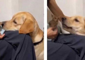 réaction chien jaloux chaton