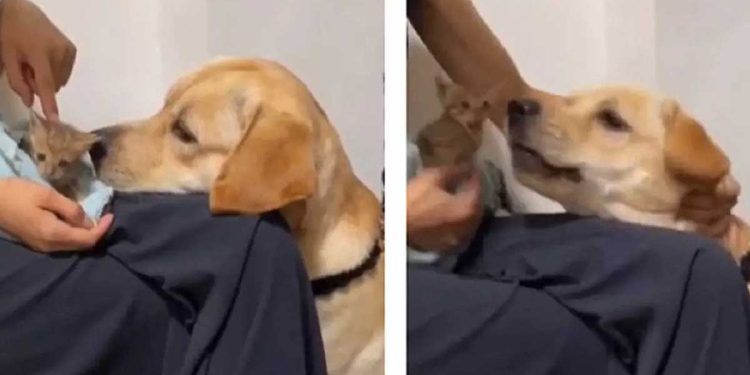 réaction chien jaloux chaton