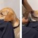 La réaction du chien jaloux du chaton surprend le propriétaire qui le gronde (VIDEO) 5 réaction chien jaloux chaton