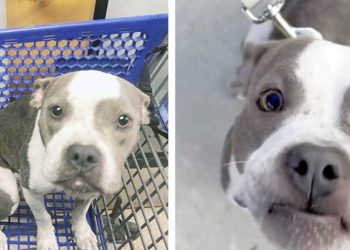 sauvé chien abandonné chariot supermarché