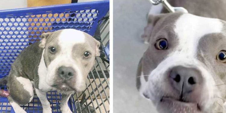 sauvé chien abandonné chariot supermarché