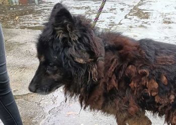 sauveteurs avouent n avoir jamais vu chien aussi dégradé