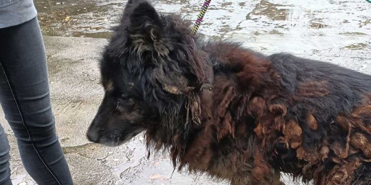 sauveteurs avouent n avoir jamais vu chien aussi dégradé