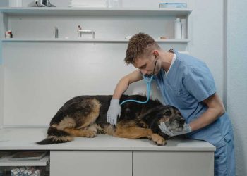 vétérinaire prévient menace mortelle animaux