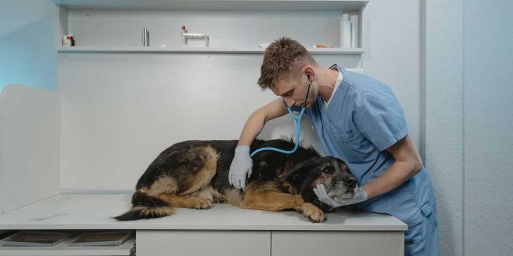 vétérinaire prévient menace mortelle animaux