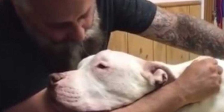 vétérinaire révèle ce que ressentent chiens avant mourir